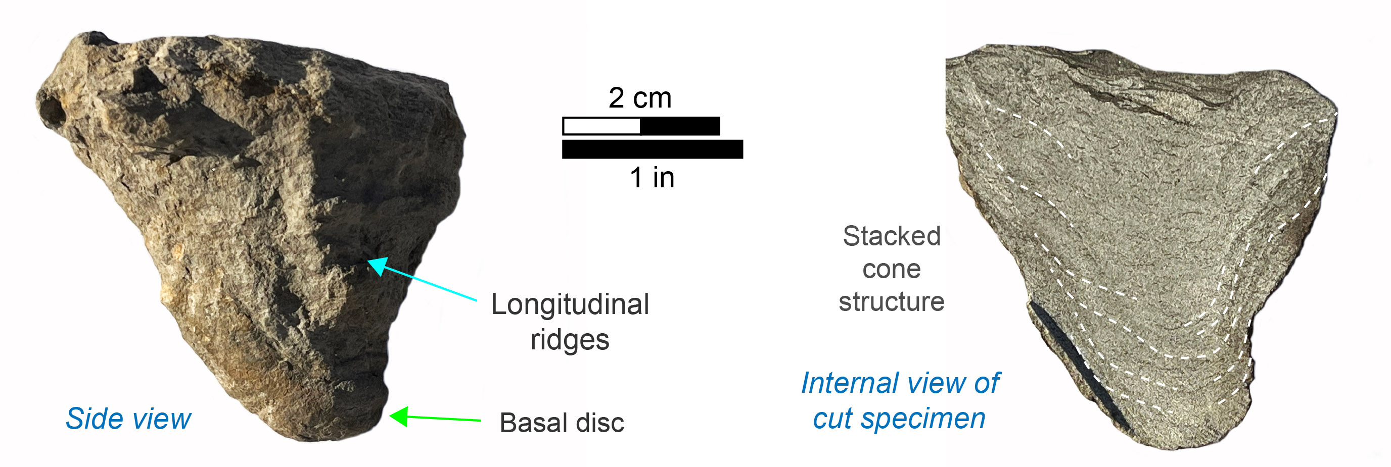 Cross-section of a Conostichus